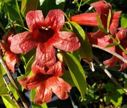 Dragon Lady Crossvine, Bignonia capreolata atrosanguinea 'Dragon Lady'